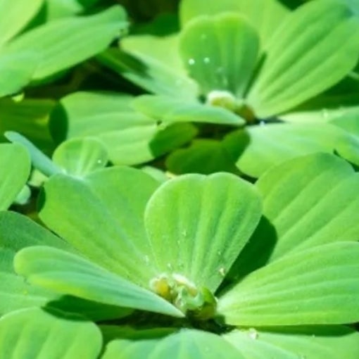 Plants | Fizzy Aquatics