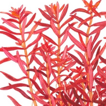 Plants | Fizzy Aquatics