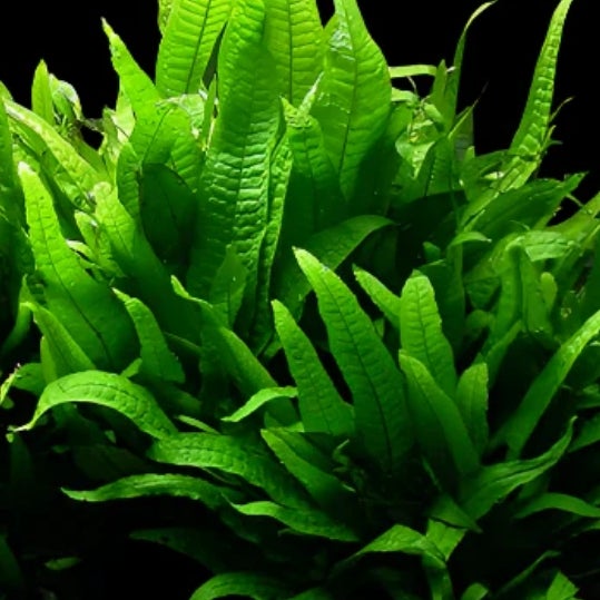 Plants | Fizzy Aquatics