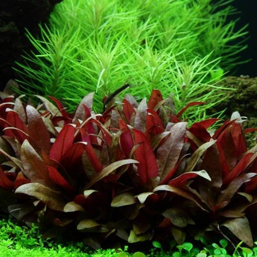 Plants | Fizzy Aquatics